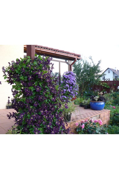 Квіти клематису Romantika